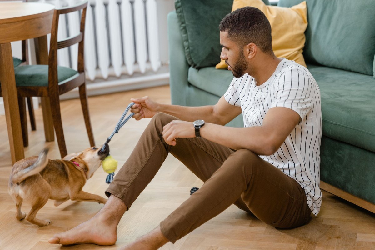 Man on a wooden living room floor playing tug with a small tan dog